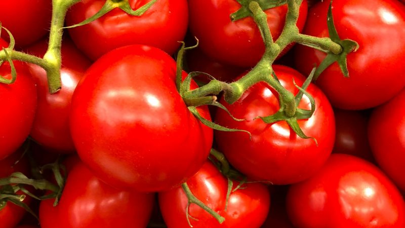 Culture des tomates cerise : quelques astuces efficaces
