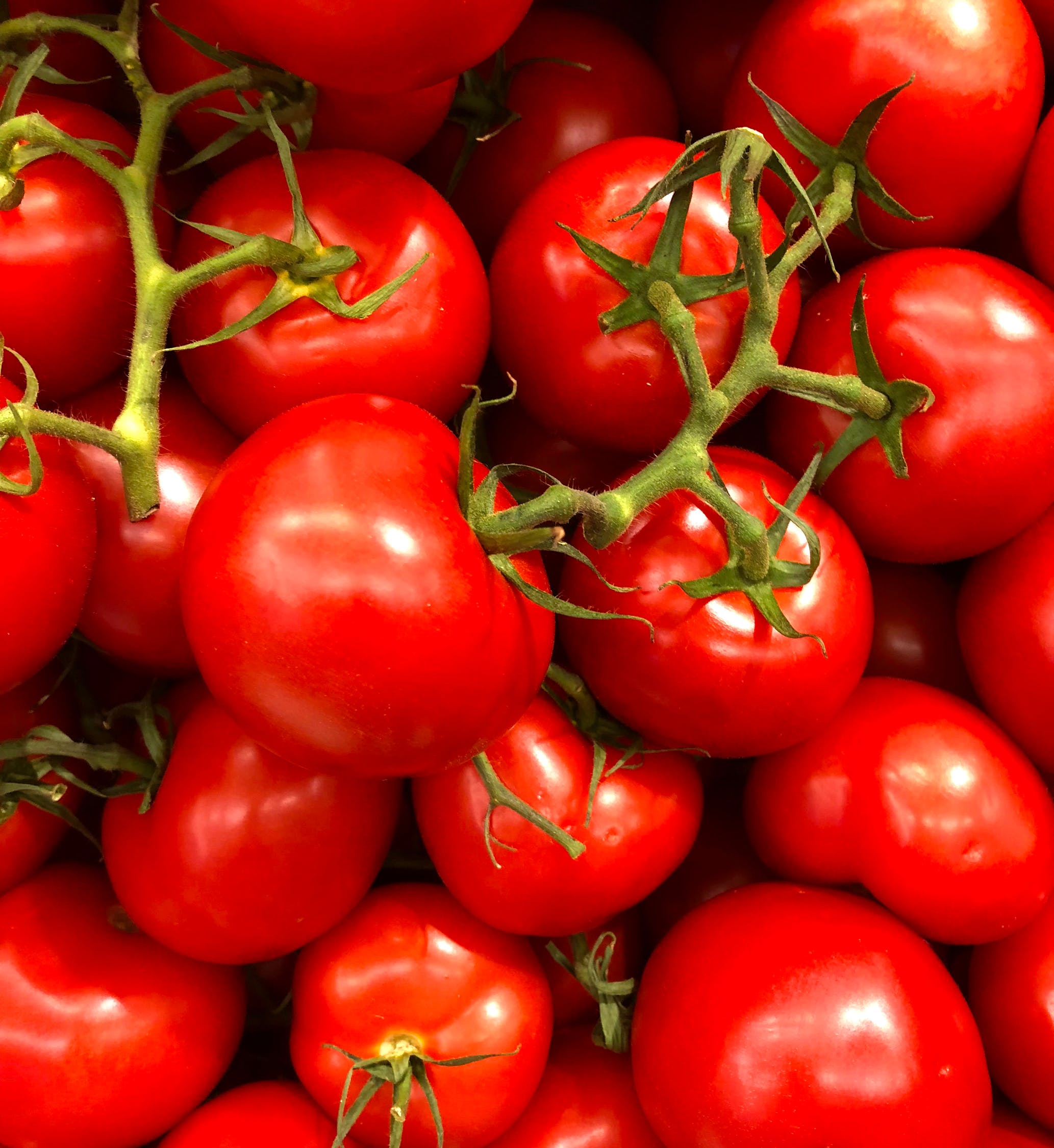 Culture des tomates cerise : quelques astuces efficaces